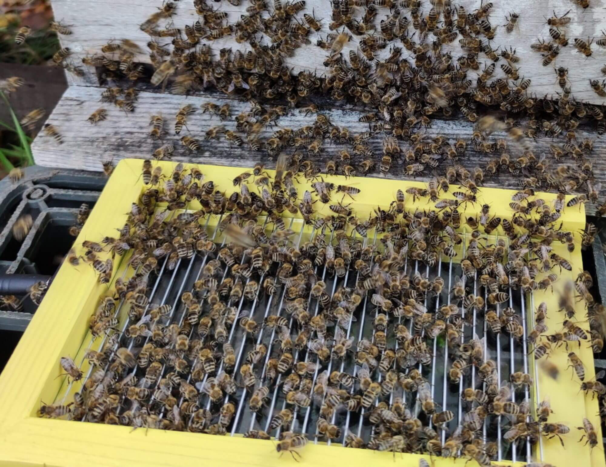bee venom collector