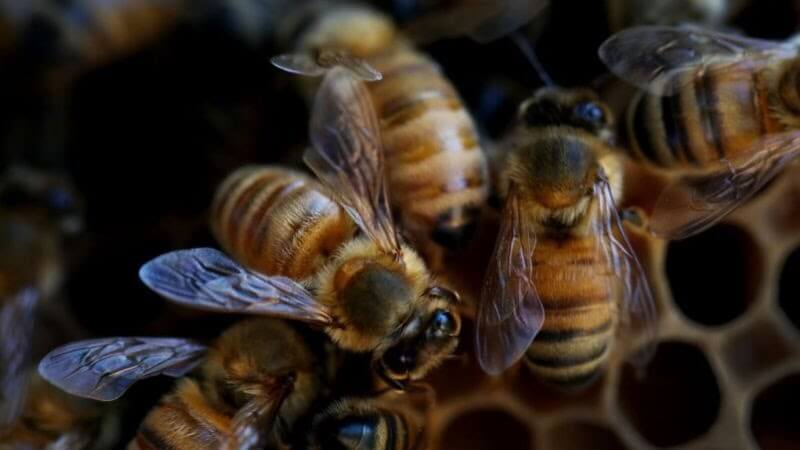 bees