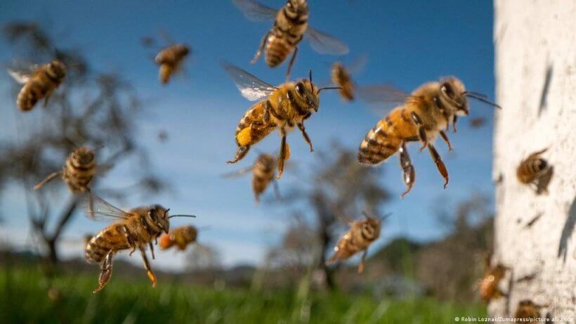 bees