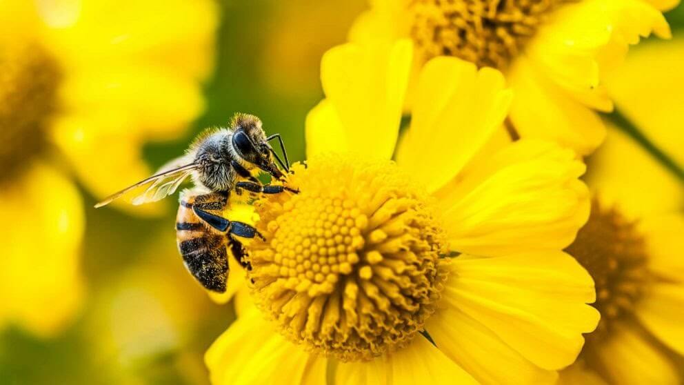 bee on flower