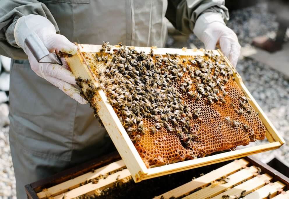 beekeeper