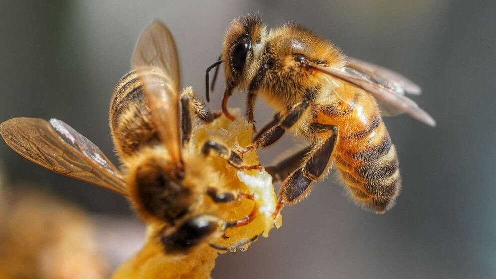 bees