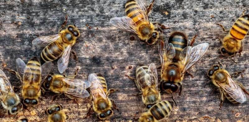 bees