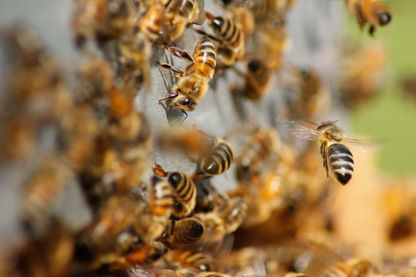 bees