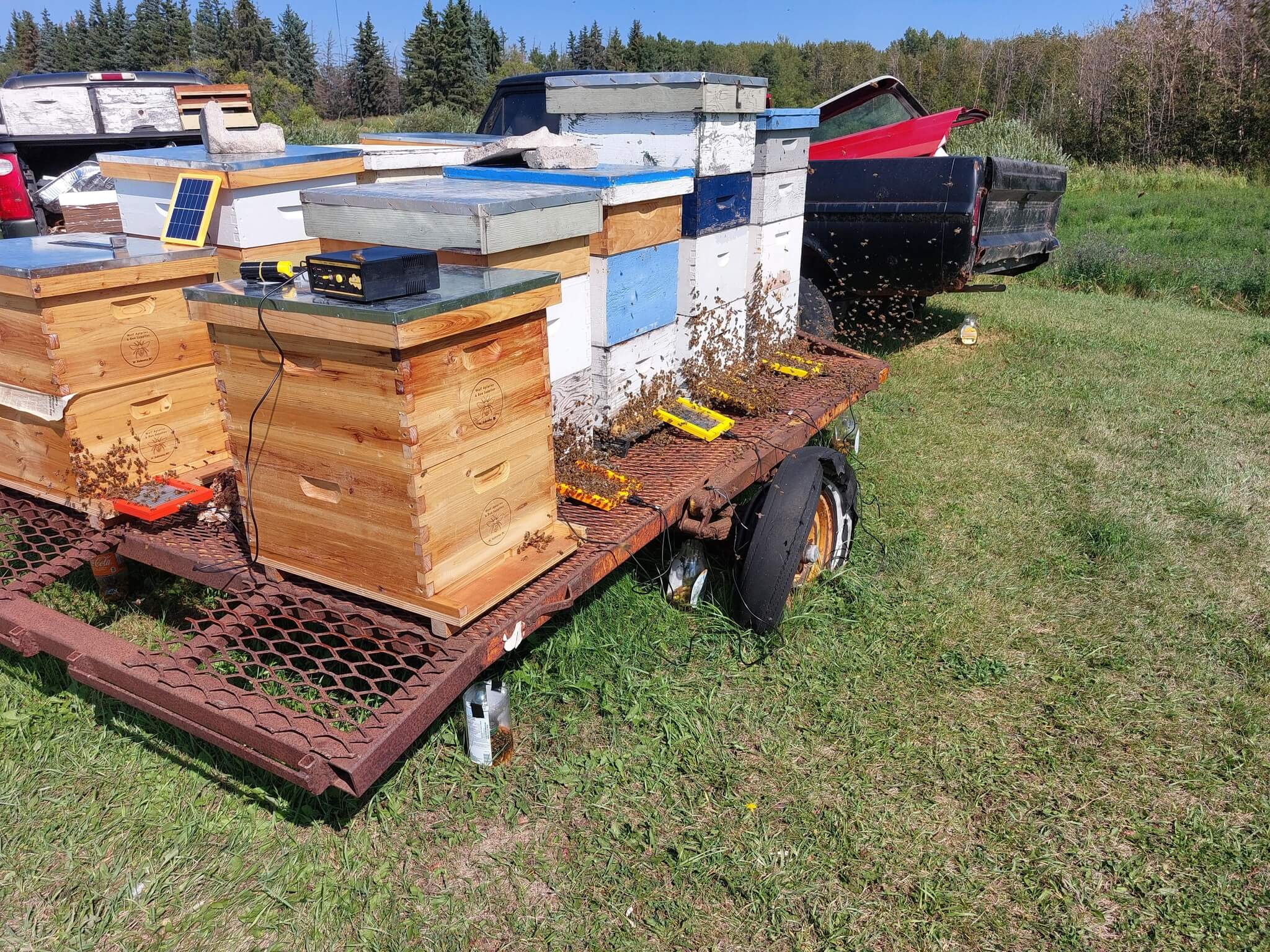Evolution of SMARTBEE bee venom collector technology