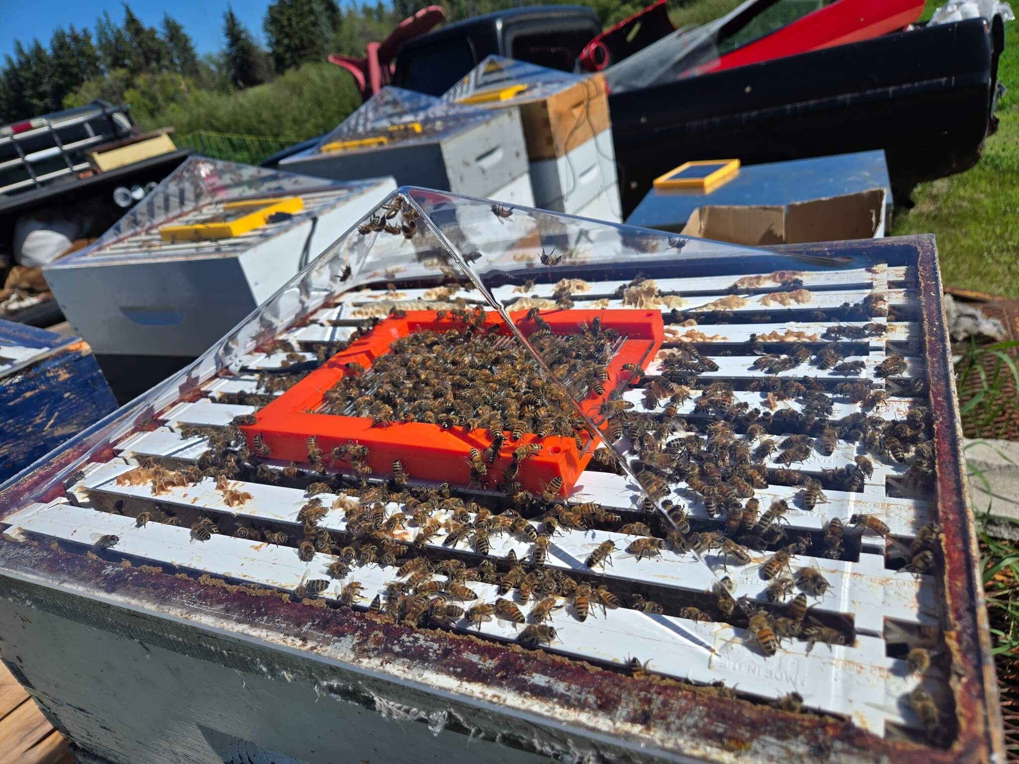 SMARTBEE Bee Venom Collector